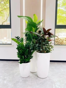 宁波慈溪花卉租摆方案